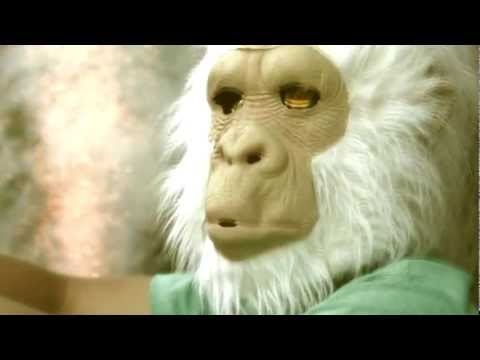 Travis The Chimp – The Fourth