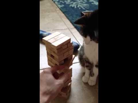 This Cat Knows How To Play Jenga