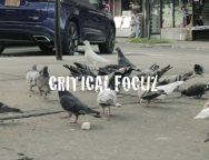 Critical Focuz Feat. Qew Lunel – Roller